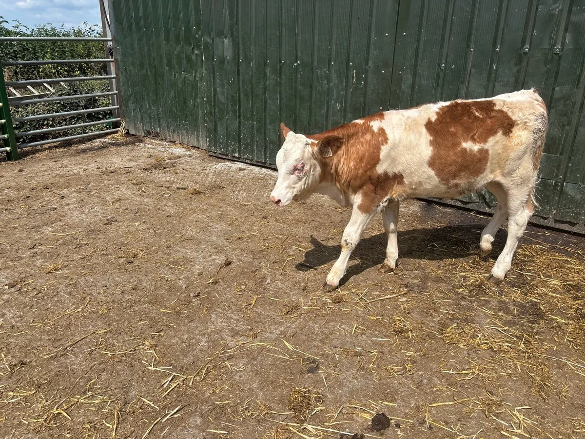 Super Simmental weanling heifer - Image 4