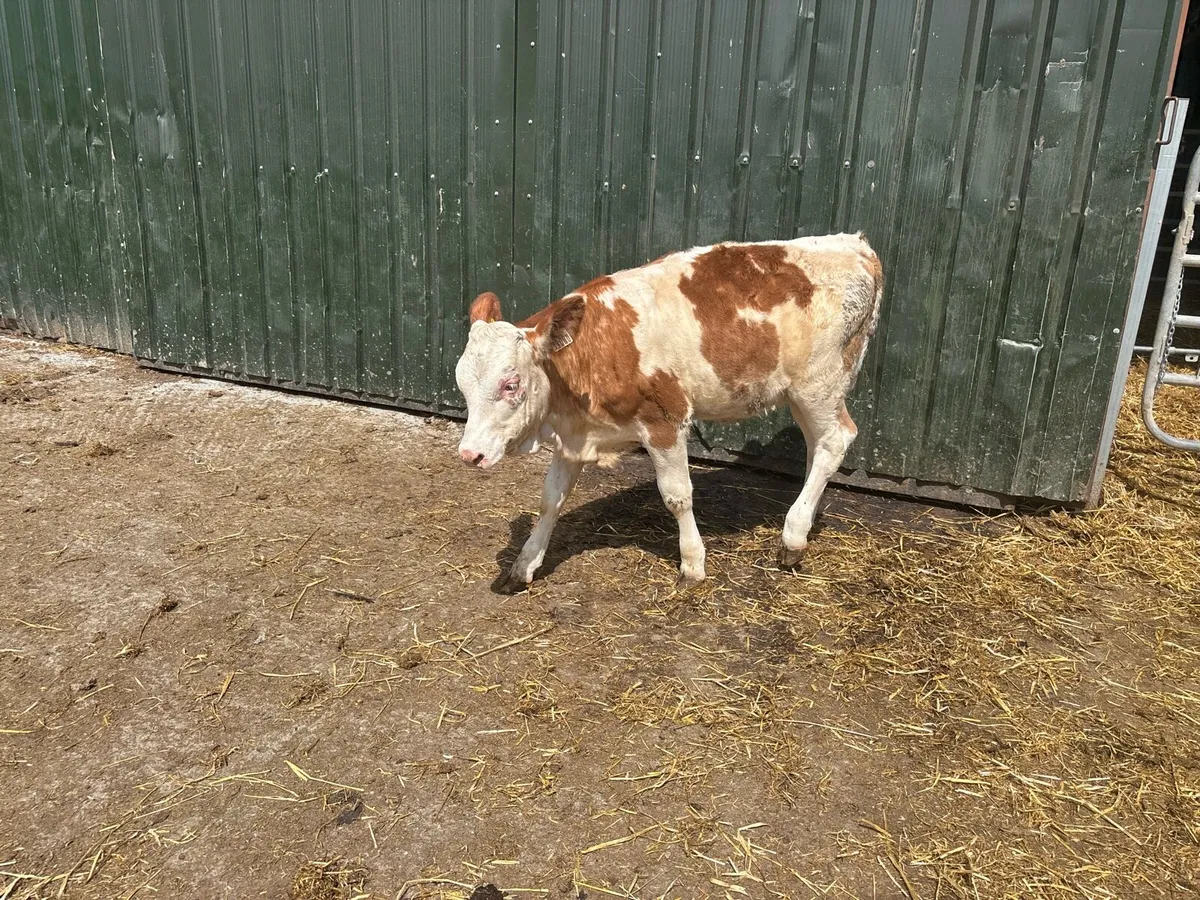 Super Simmental weanling heifer - Image 2