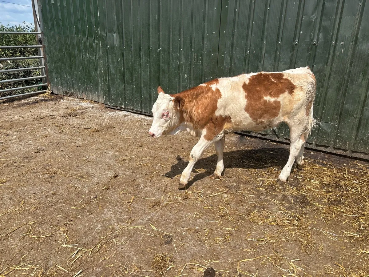 Super Simmental weanling heifer - Image 3