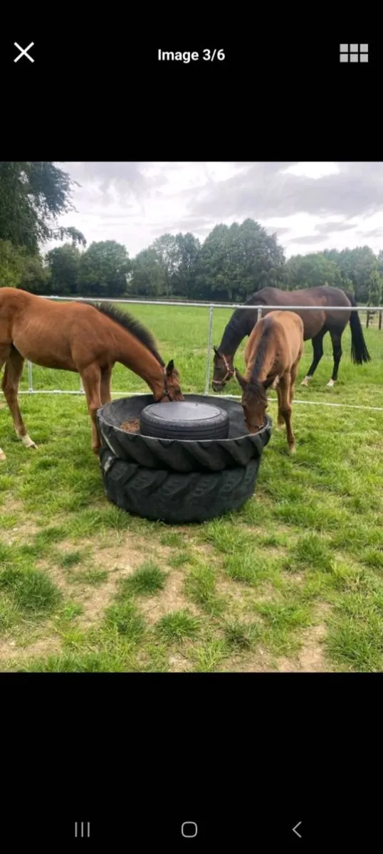 Cattle/ horse / Fully Rubber tyre feeding troughs - Image 2