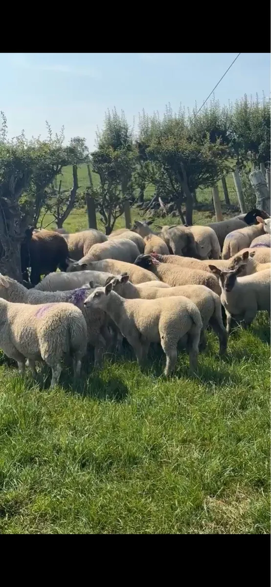 💥 80 super continental store lambs 💥 - Image 1