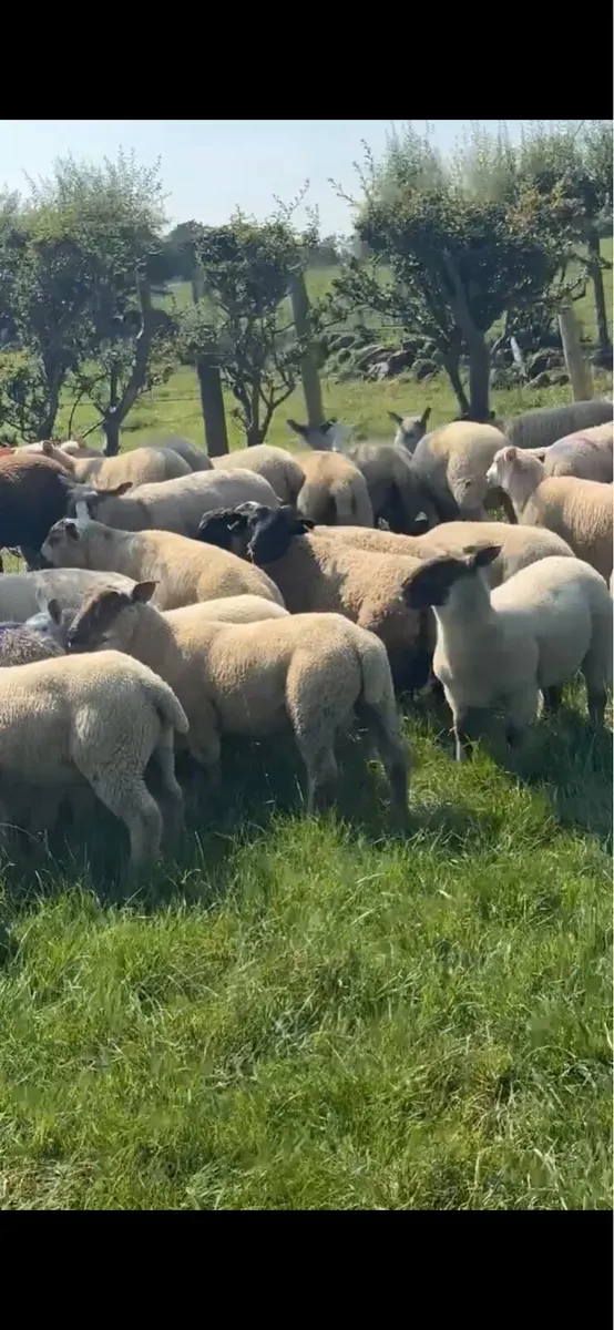💥 80 super continental store lambs 💥 - Image 2
