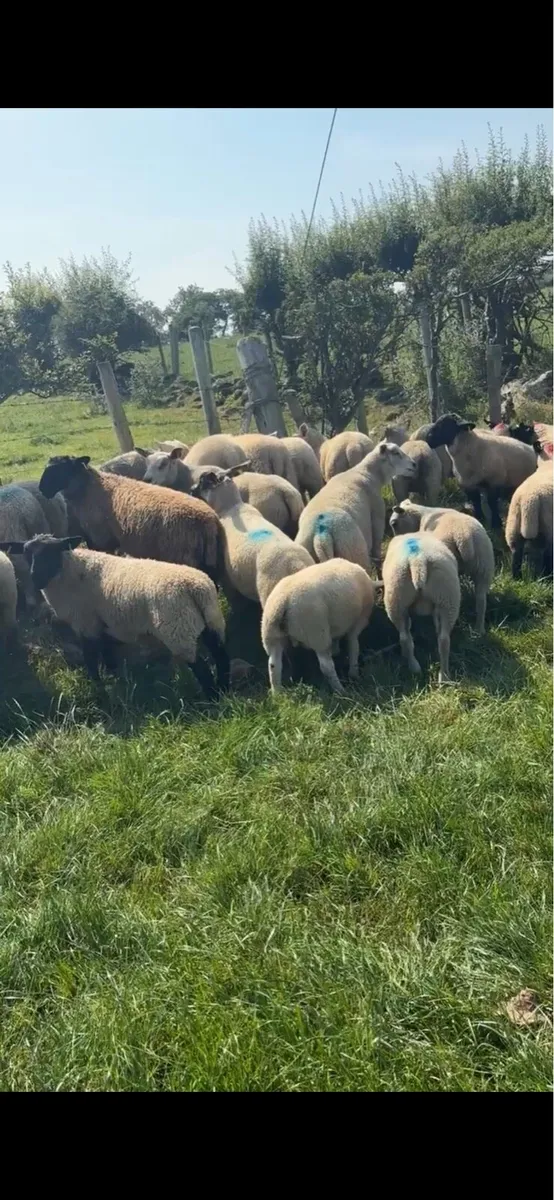 💥 80 super continental store lambs 💥 - Image 3