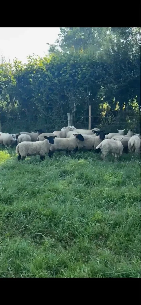 💥 80 super continental store lambs 💥 - Image 4