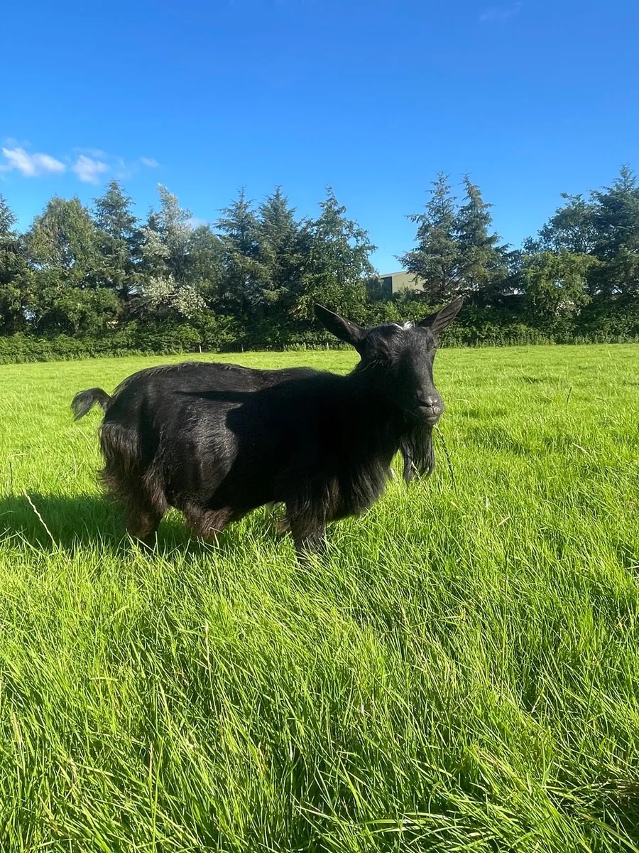 Pygmy goats - Image 3