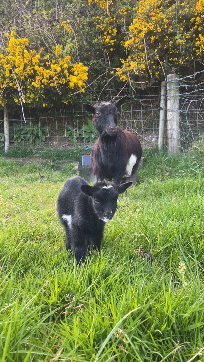 Pygmy goats - Image 1
