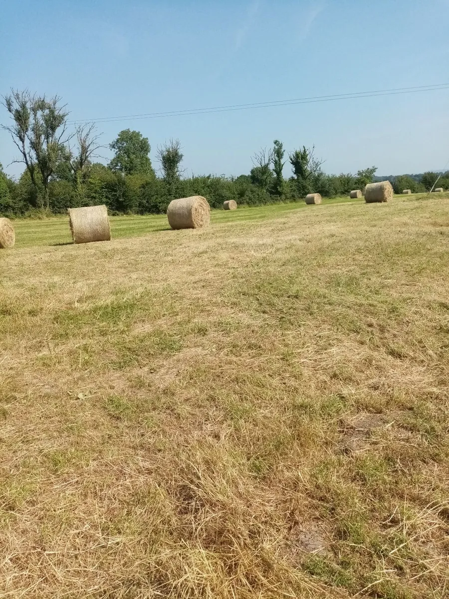 Bales of hay