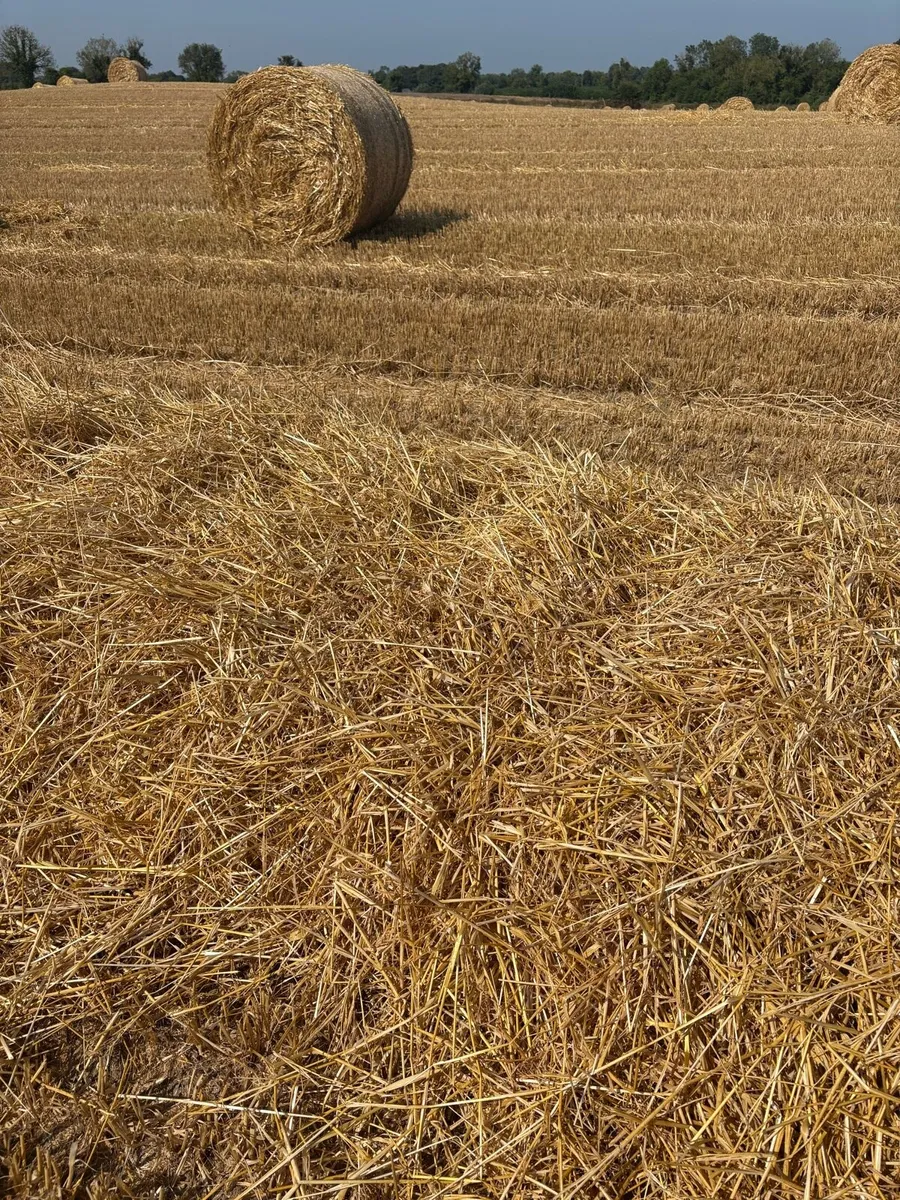 Straw - Image 2