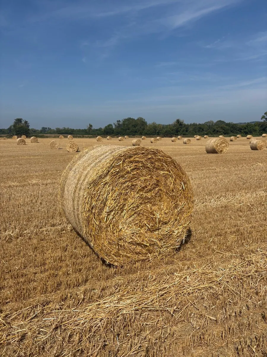 Straw - Image 1