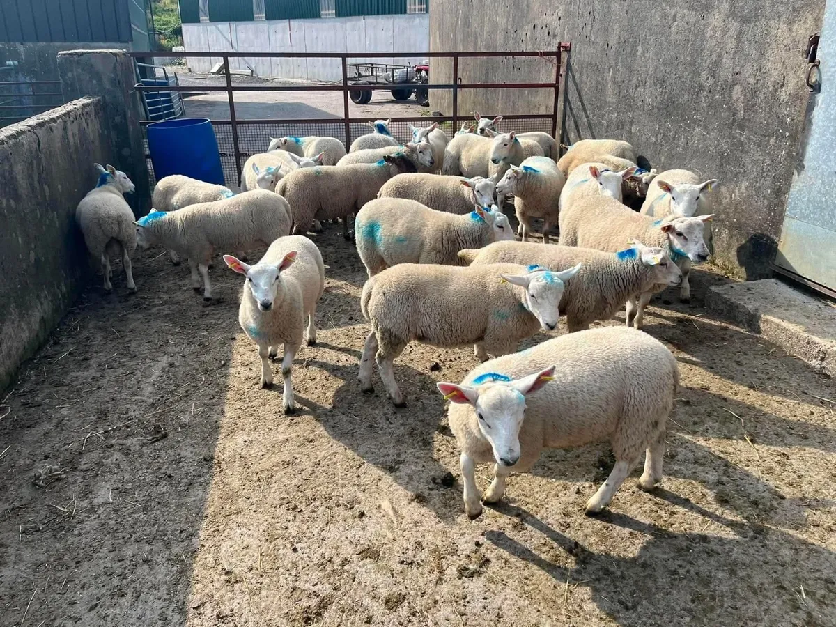 Sale of Store Lambs, Fat Lambs & Ewes - Image 2