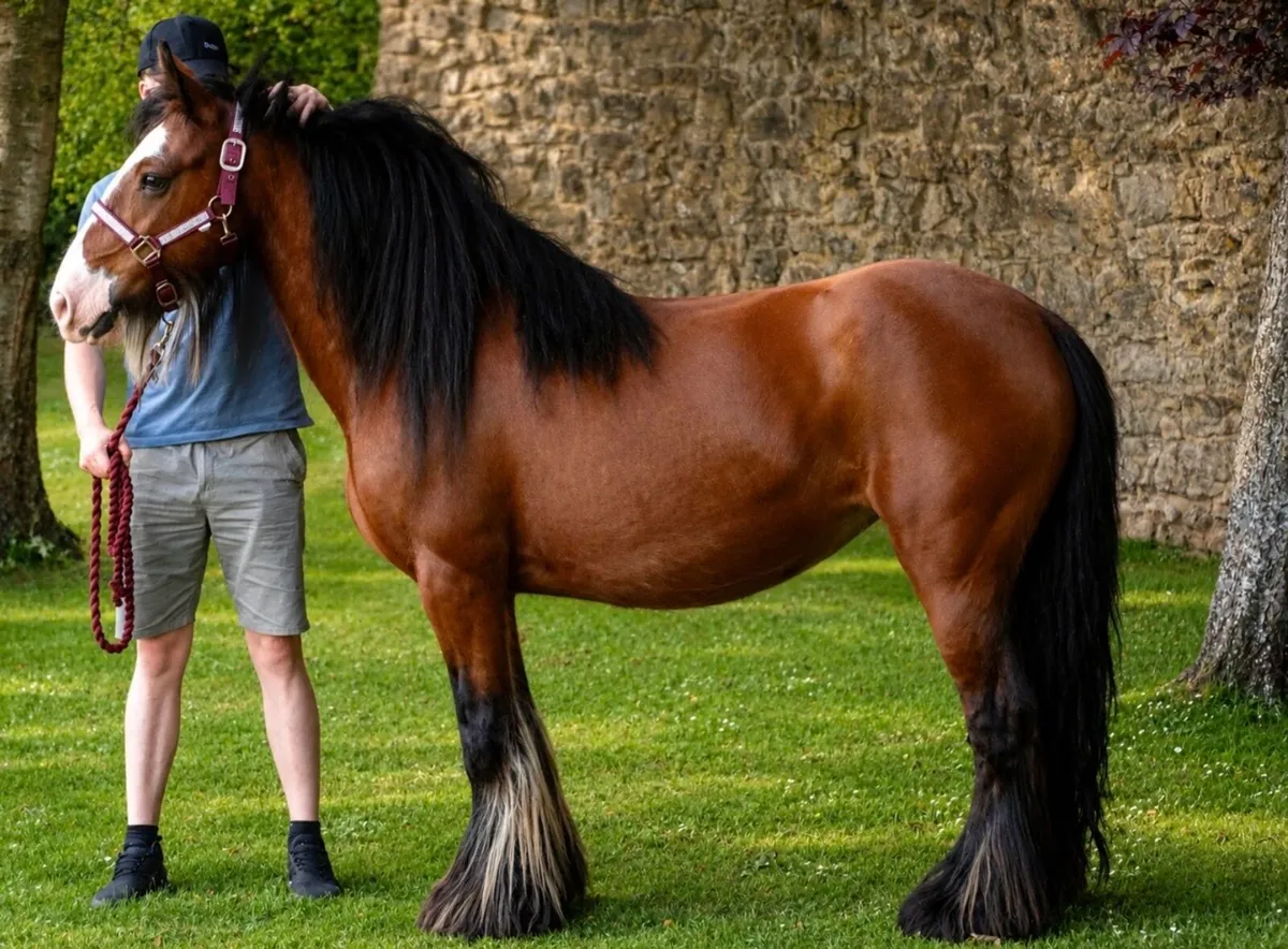 Proper mare for sale - Image 1
