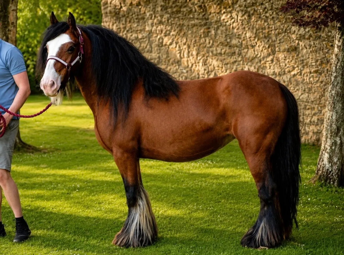 Proper mare for sale - Image 4