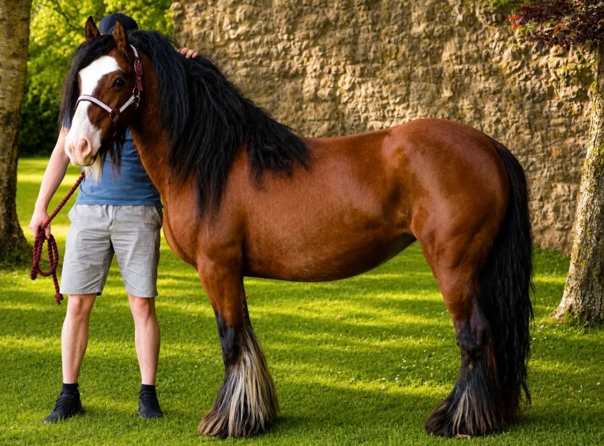 Proper mare for sale - Image 3