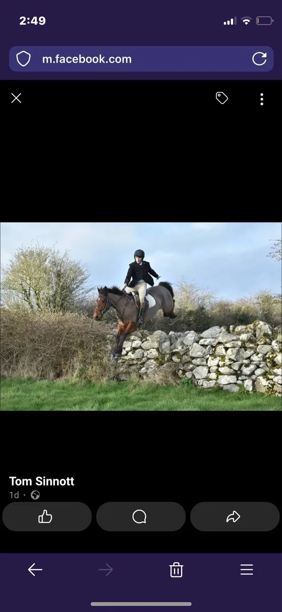 9yo 15.1hh Hunter - Image 1