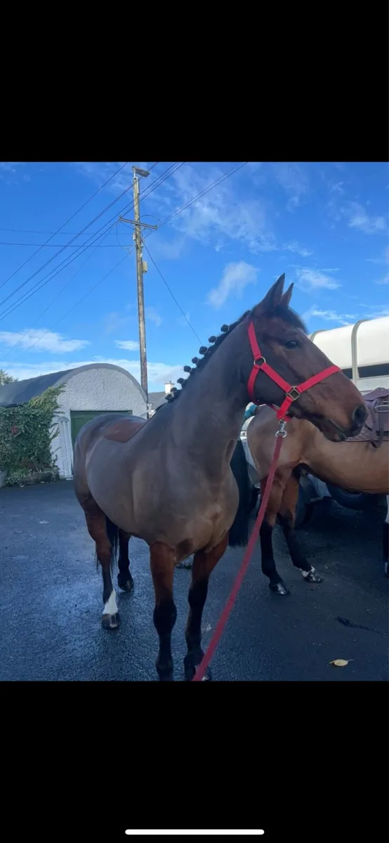 9yo 15.1hh Hunter - Image 2