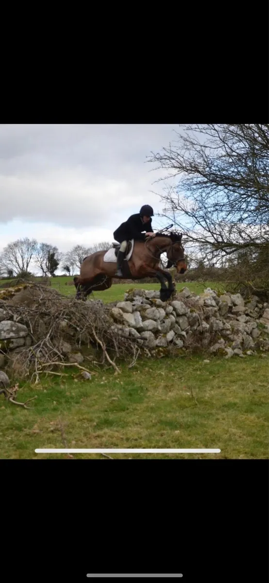 9yo 15.1hh Hunter - Image 3