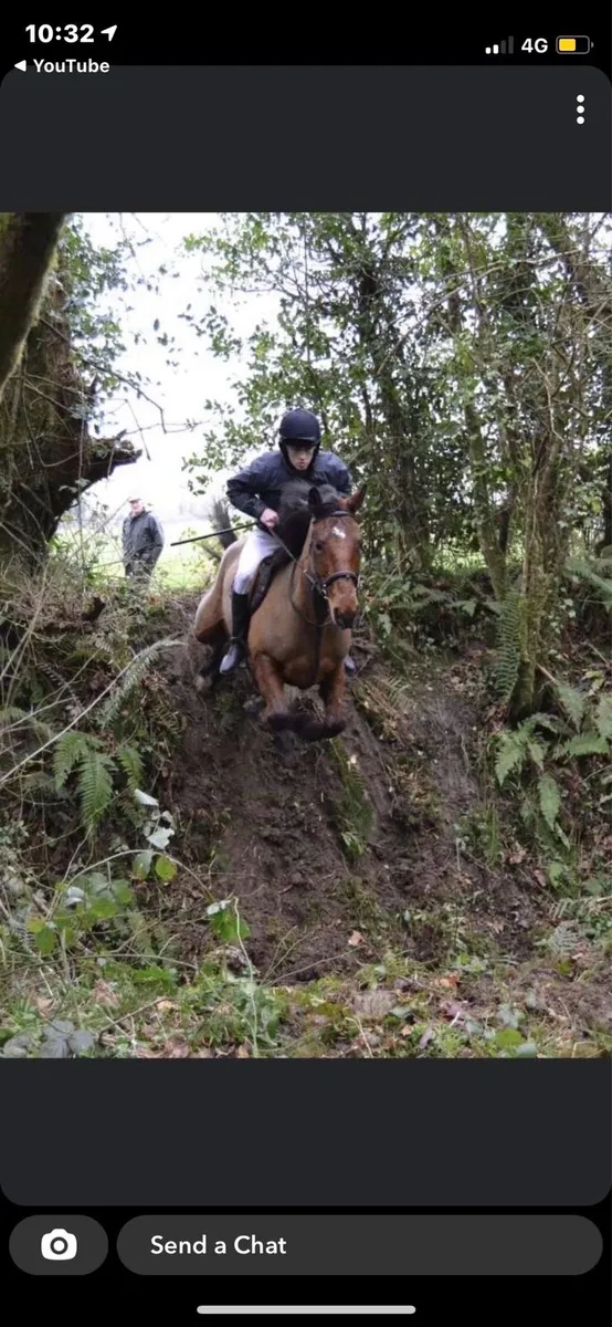9yo 15.1hh Hunter - Image 4
