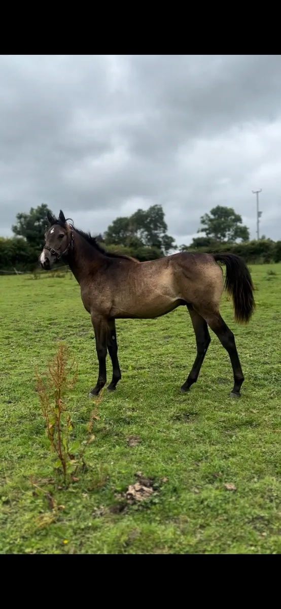 Buckskin yearling gelding - Image 1