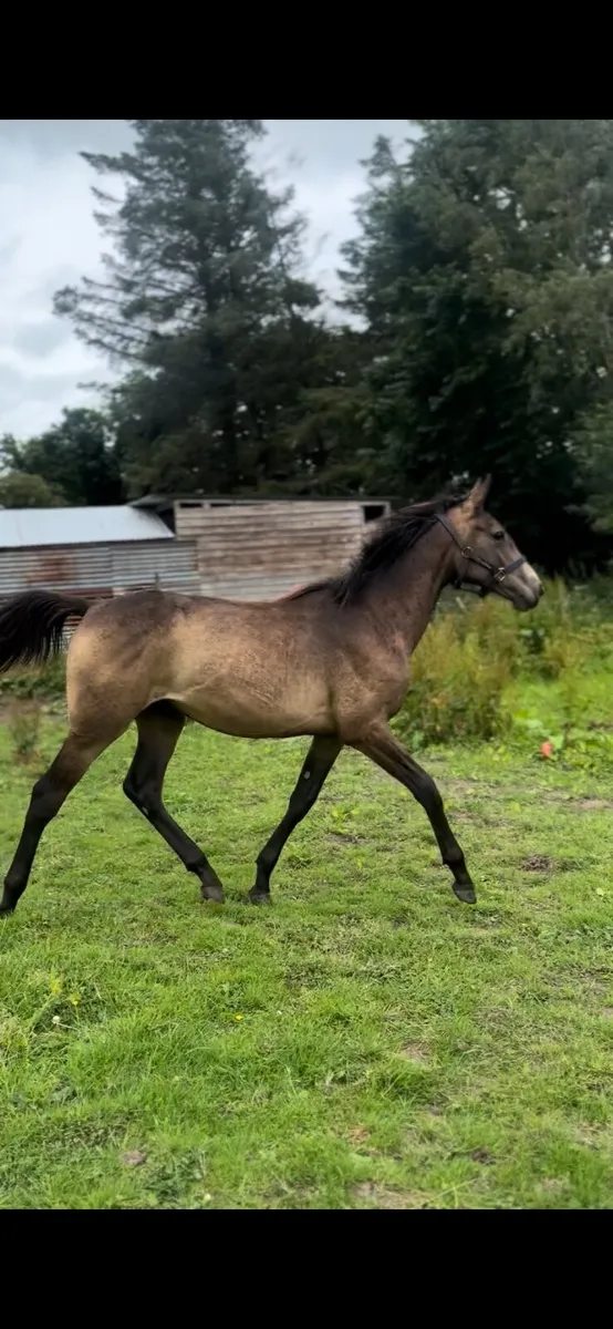 Buckskin yearling gelding - Image 2