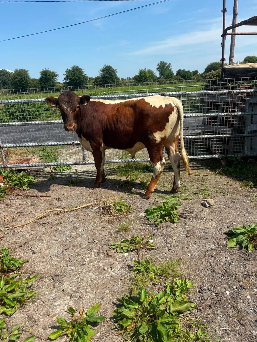 Irish Moiled Bull - Drumshanbo Organic Sale - Image 1