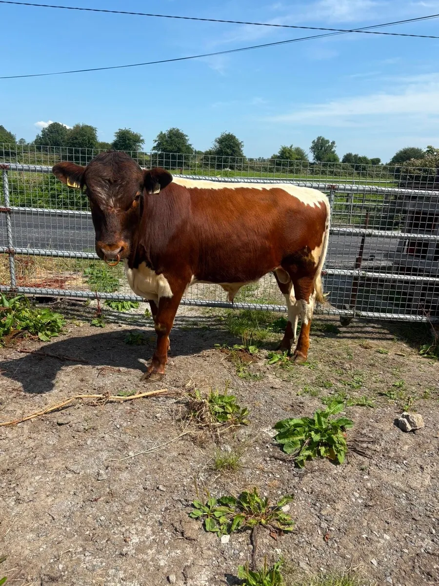 Irish Moiled Bull - Drumshanbo Organic Sale - Image 2