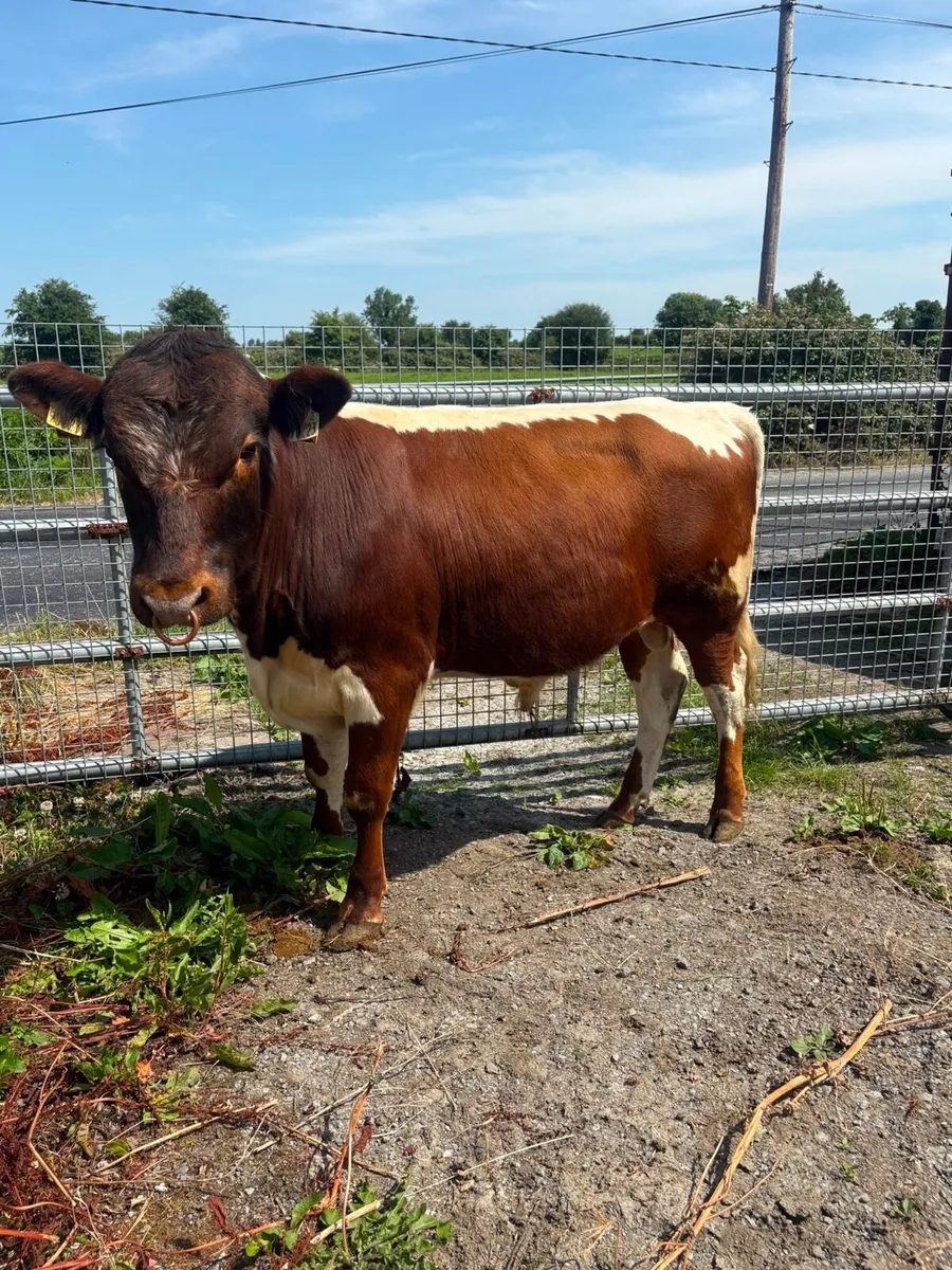Irish Moiled Bull - Drumshanbo Organic Sale - Image 3