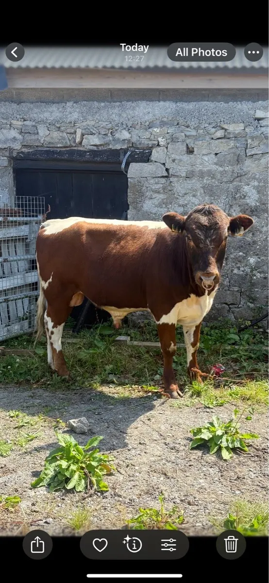 Irish Moiled Bull - Drumshanbo Organic Sale - Image 4