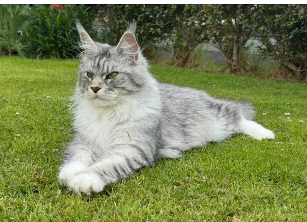 Mayne Coon adult maine coon female - Image 1