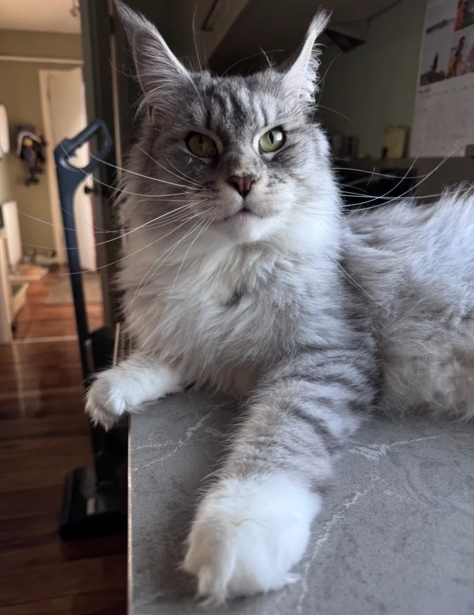 Mayne Coon adult maine coon female - Image 2