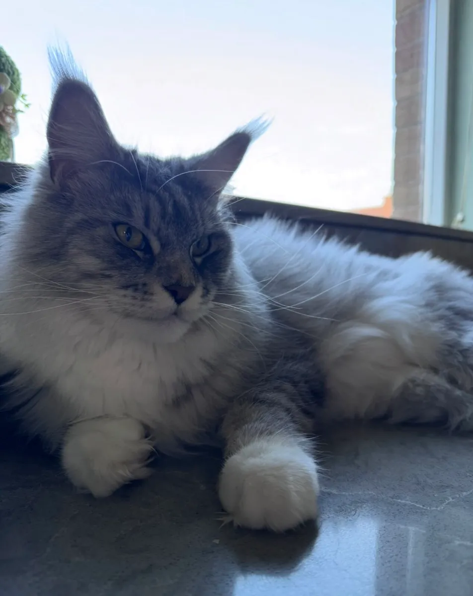 Mayne Coon adult maine coon female - Image 3