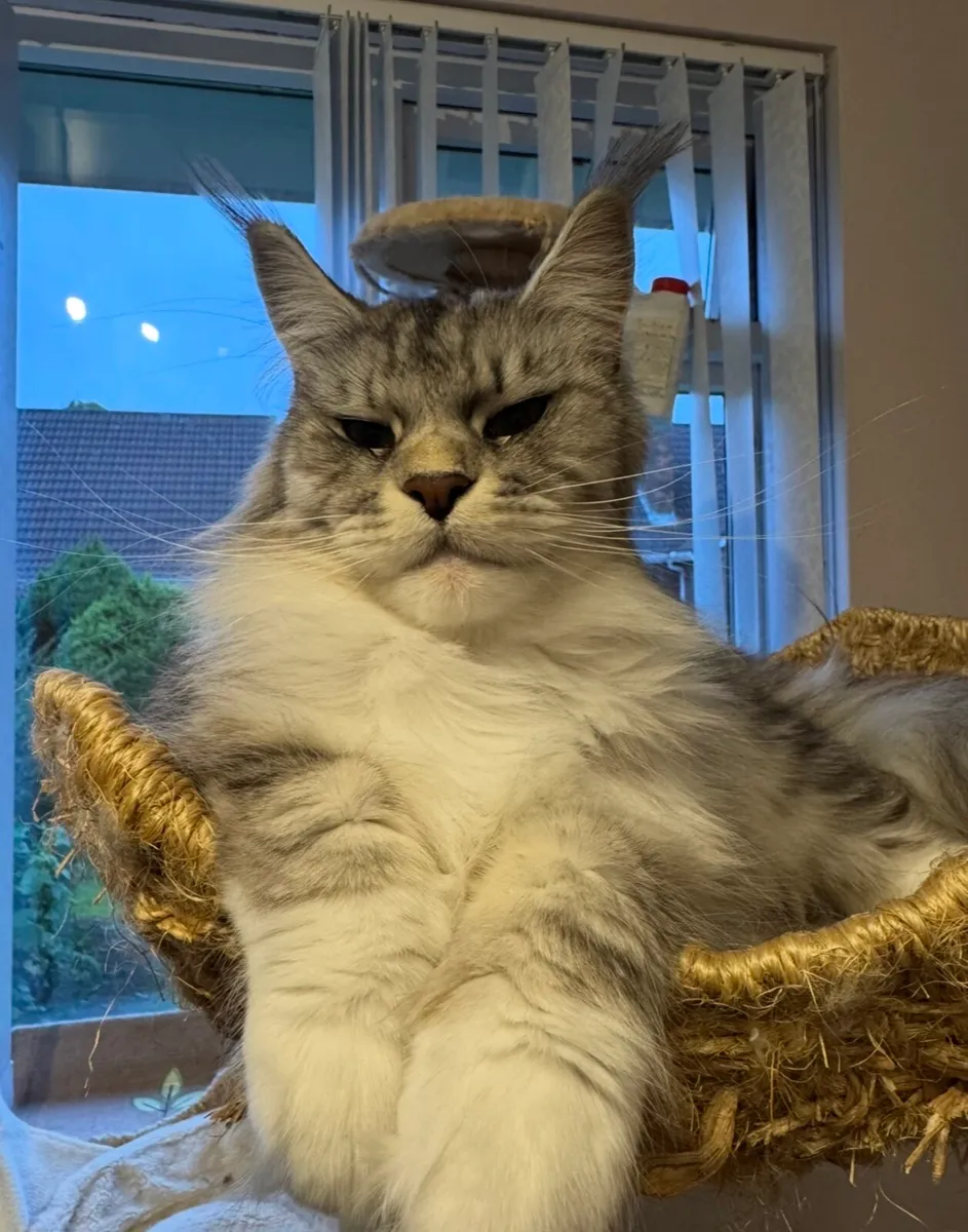 Mayne Coon adult maine coon female - Image 4