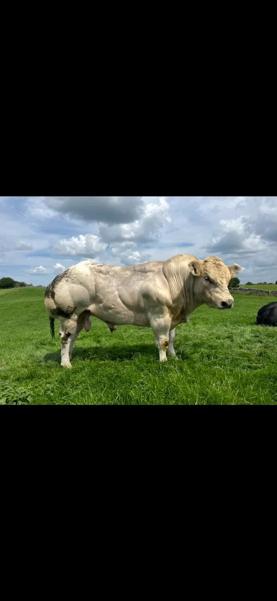 Purebred Belgium blue Bull - Image 1