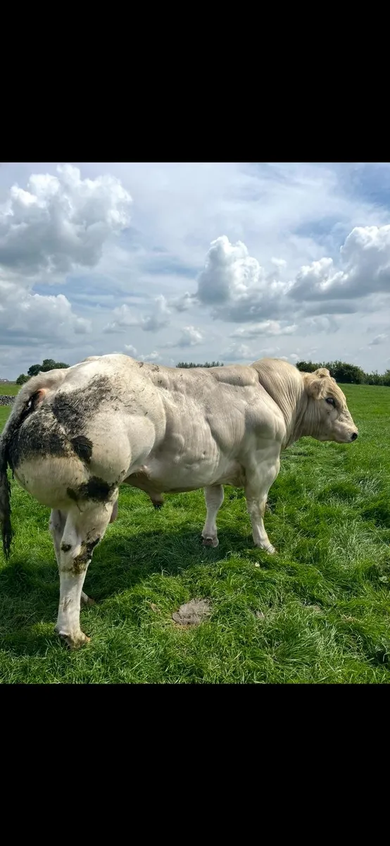 Purebred Belgium blue Bull - Image 2