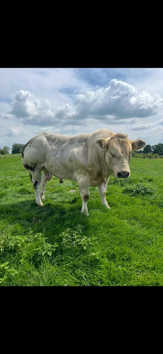 Purebred Belgium blue Bull - Image 3