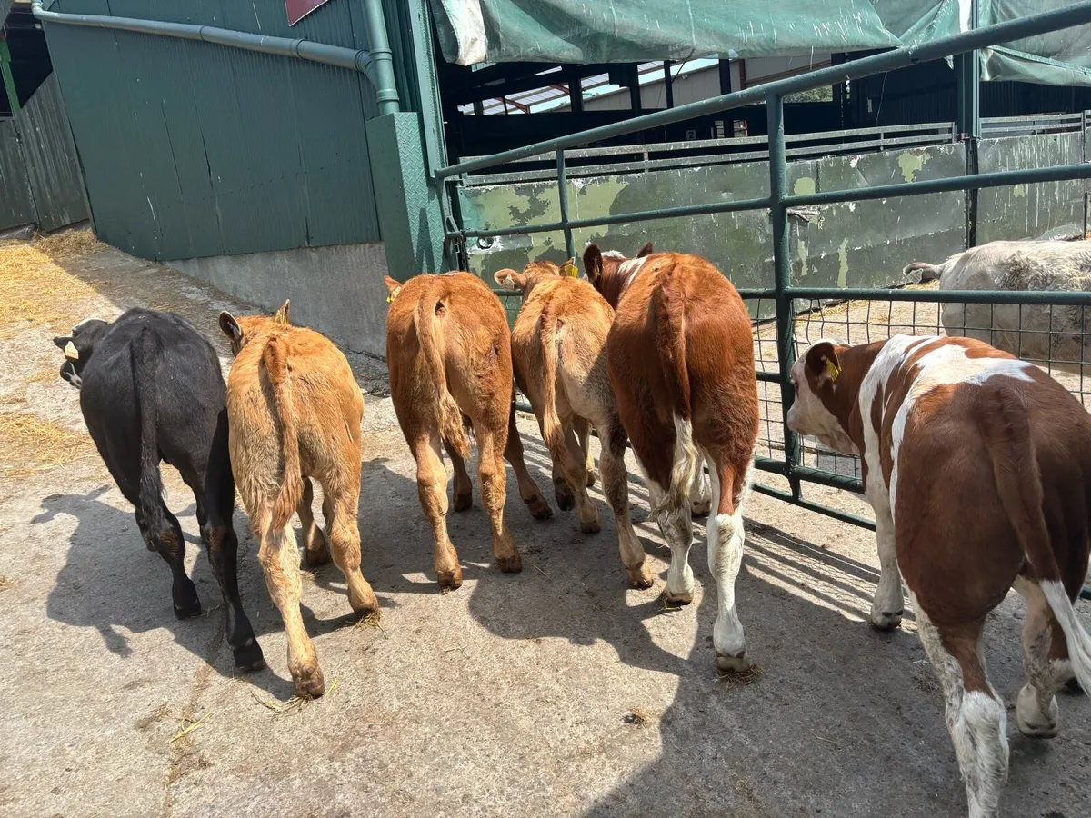 6 super suckler bred continental bulls - Image 1