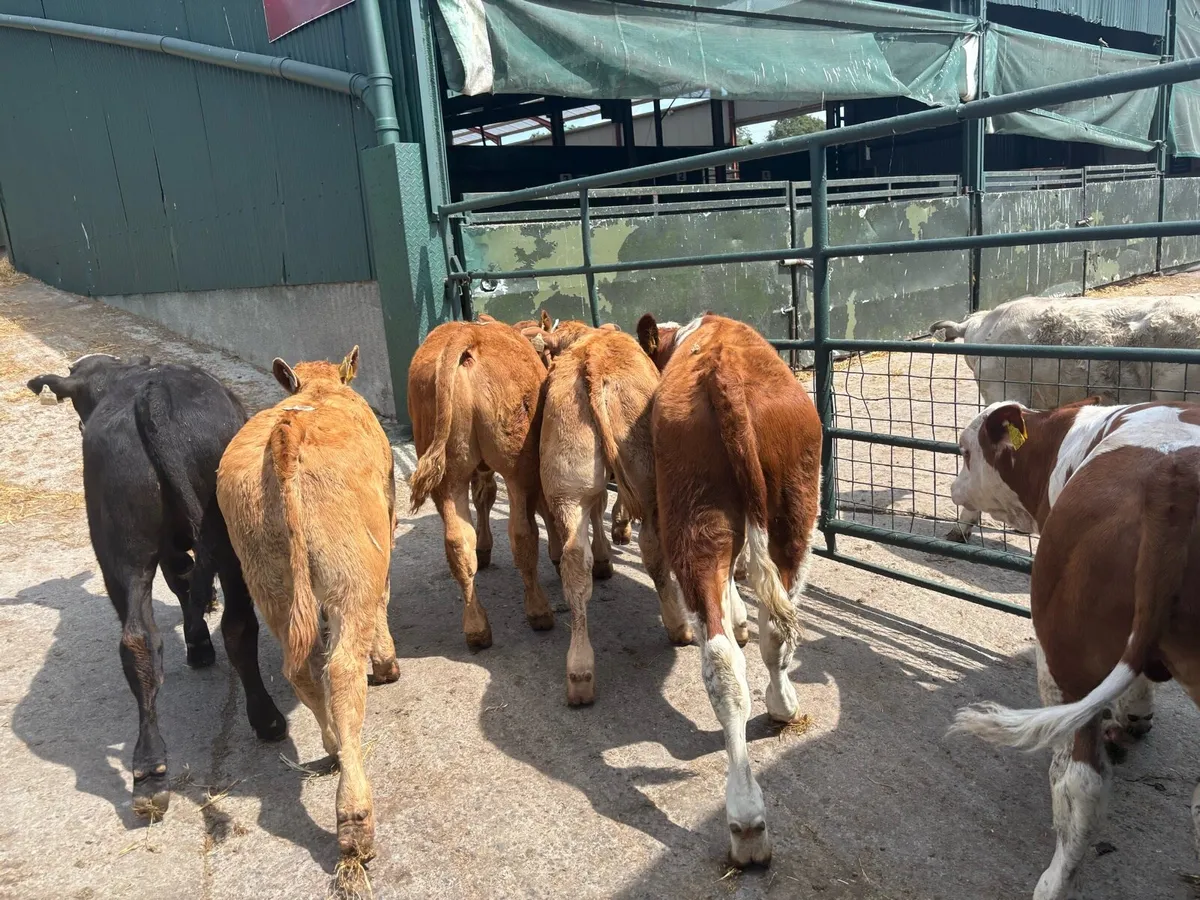 6 super suckler bred continental bulls - Image 2