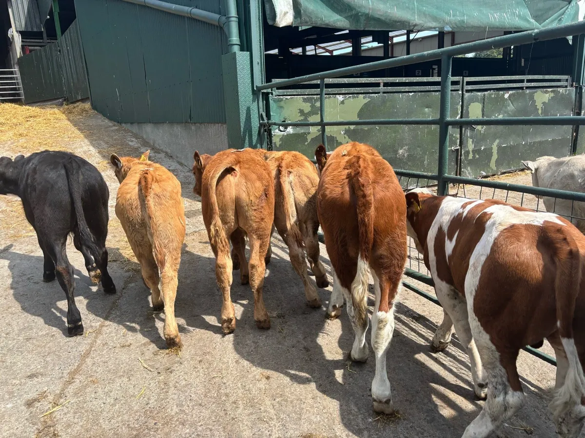 6 super suckler bred continental bulls - Image 4