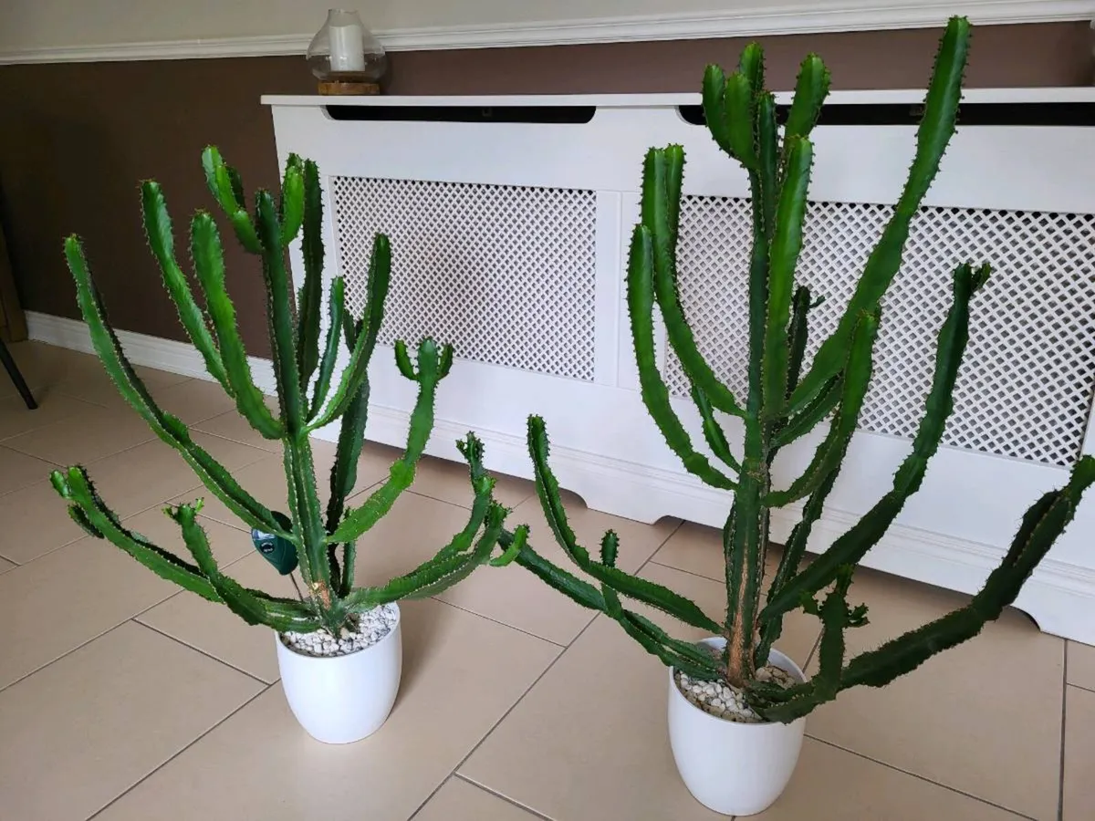 Cactus x 2 - Image 1