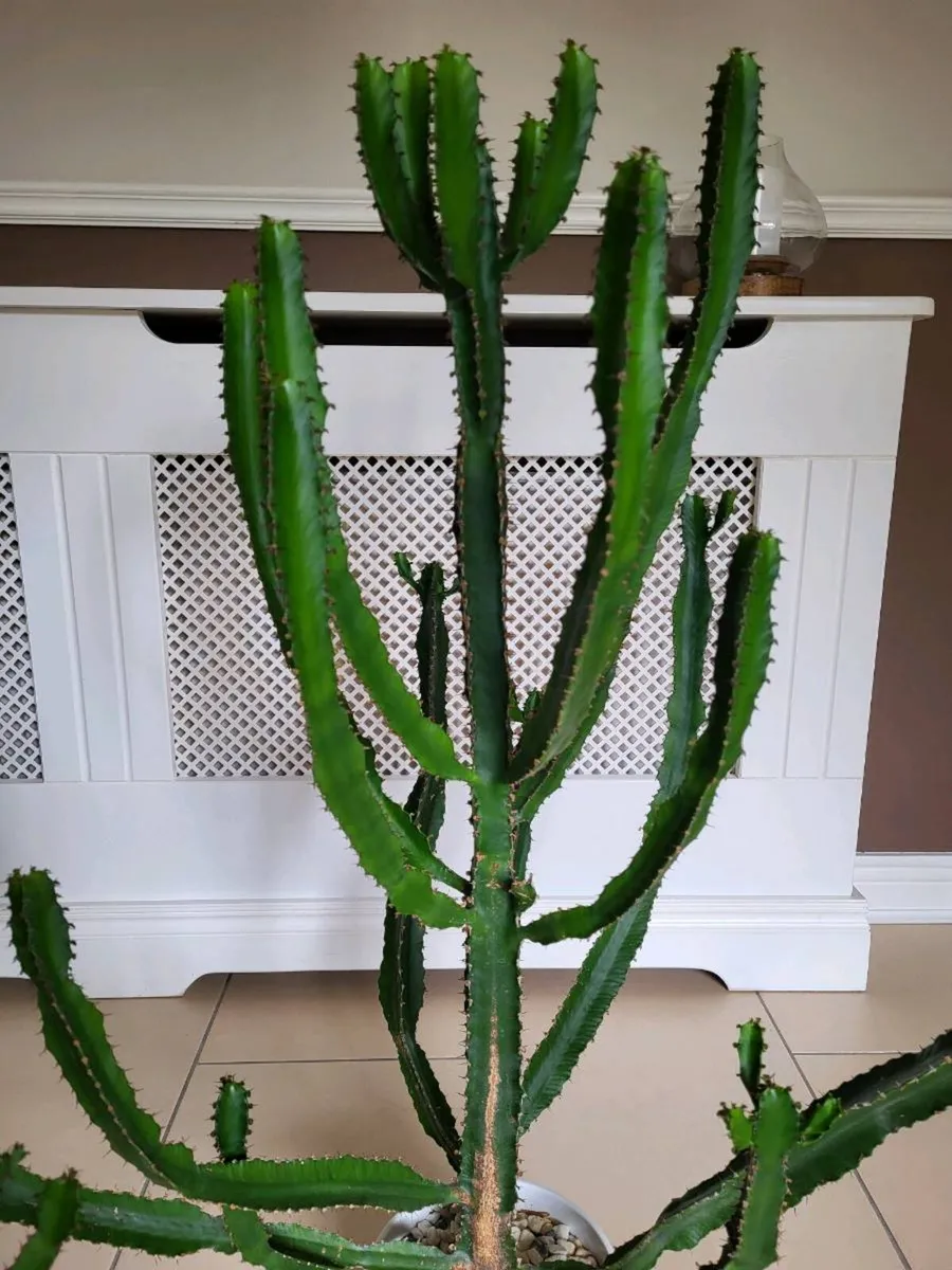 Cactus x 2 - Image 2