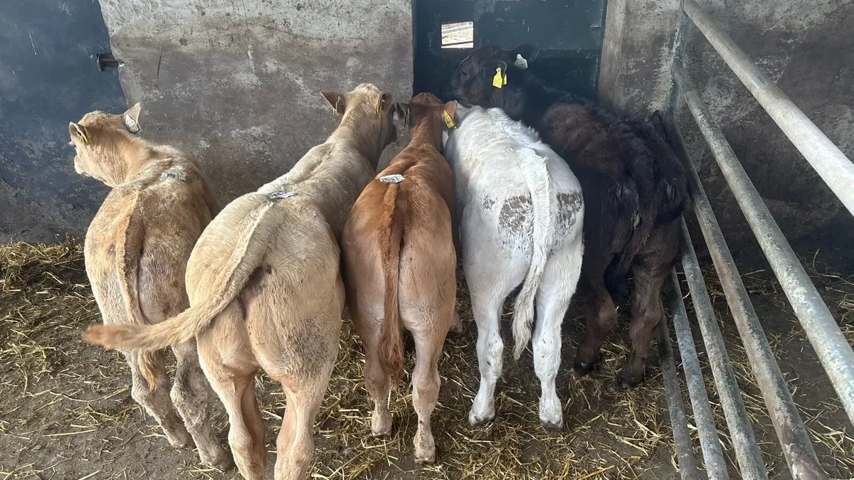 5 u grade continental runner heifers - Image 1