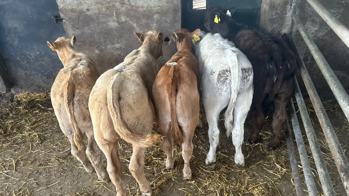 5 u grade continental runner heifers - Image 2
