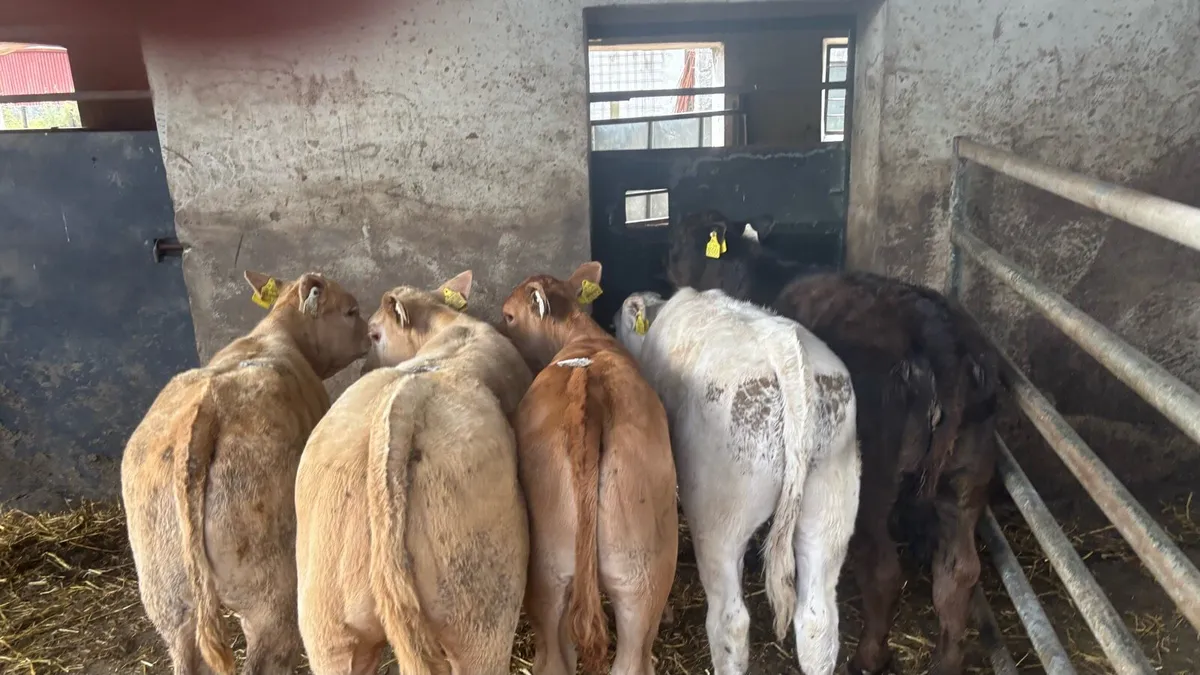 5 u grade continental runner heifers - Image 3