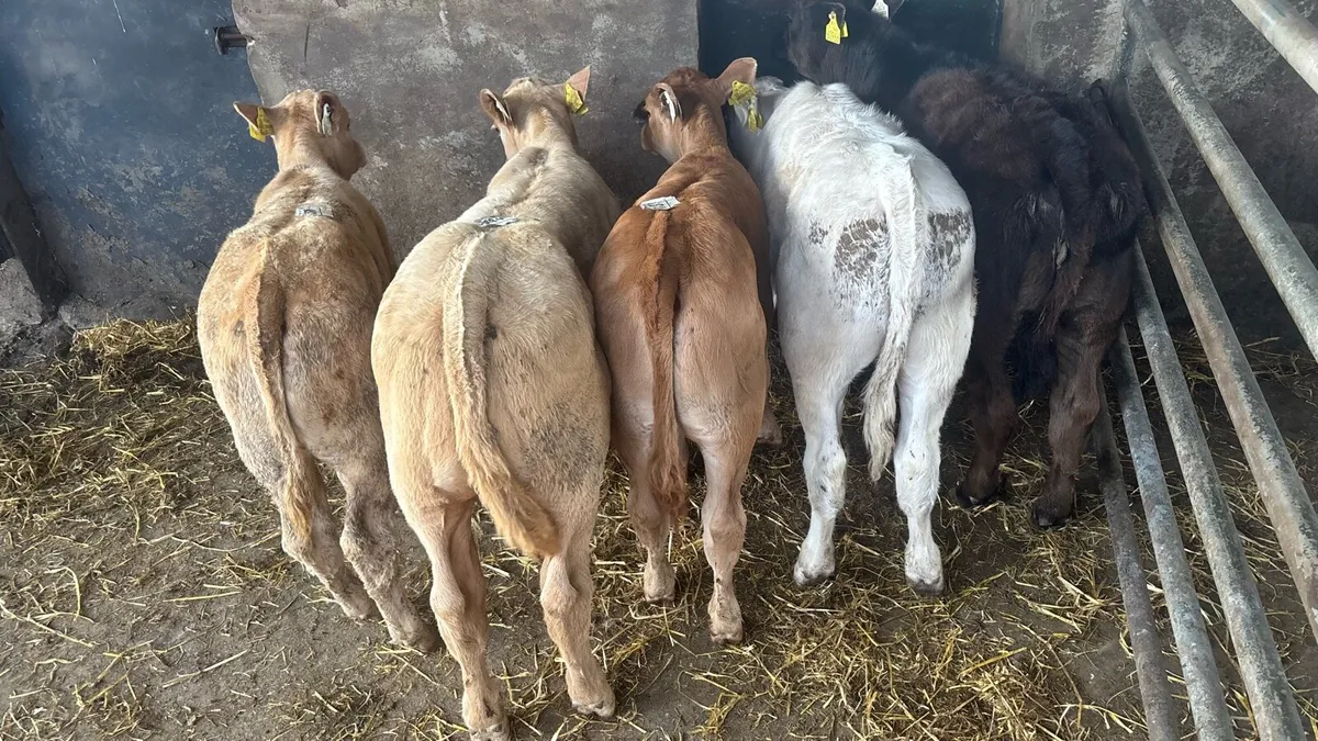 5 u grade continental runner heifers - Image 4