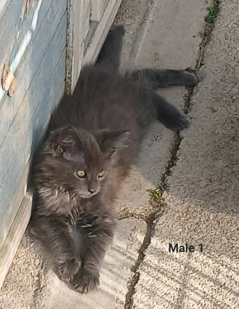 Maine coon kittens - Image 1