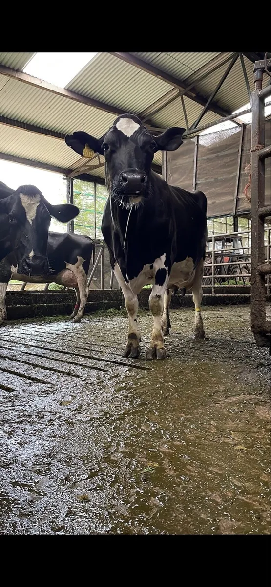 Evening Relief milking- gorey/north Wexford area