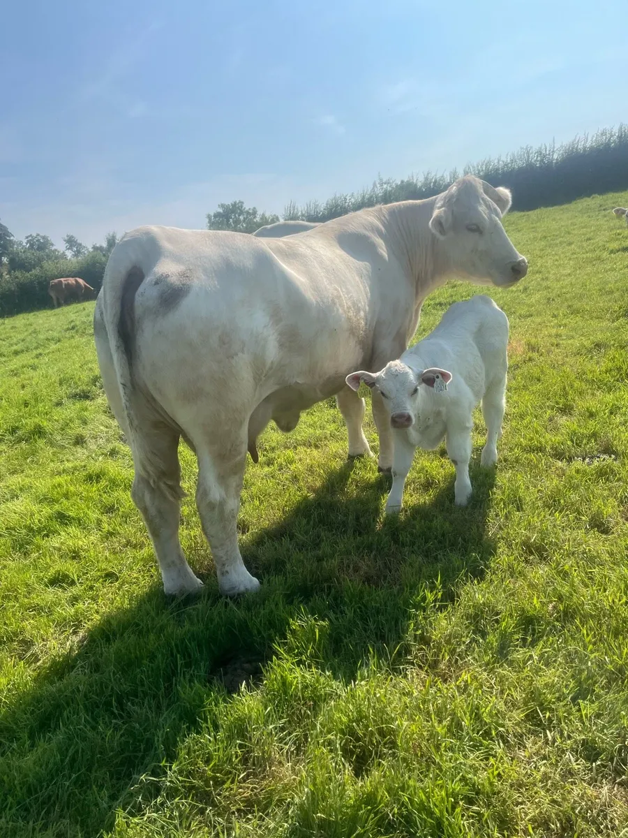 Cow and calf - Image 1