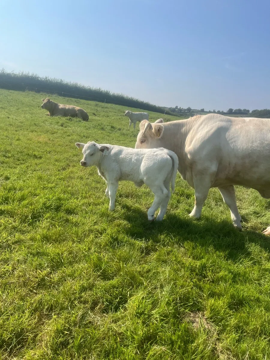 Cow and calf - Image 2