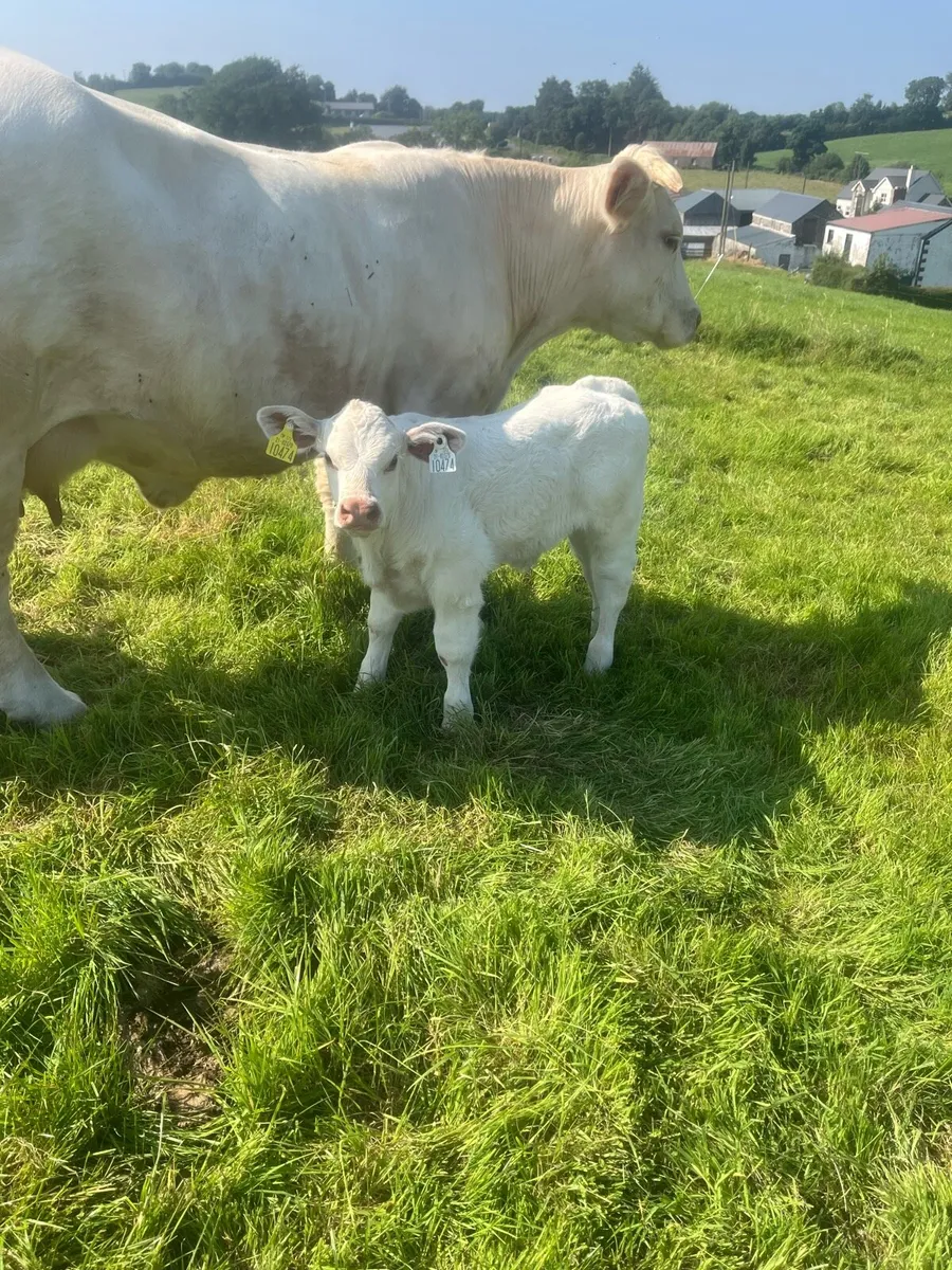 Cow and calf - Image 3