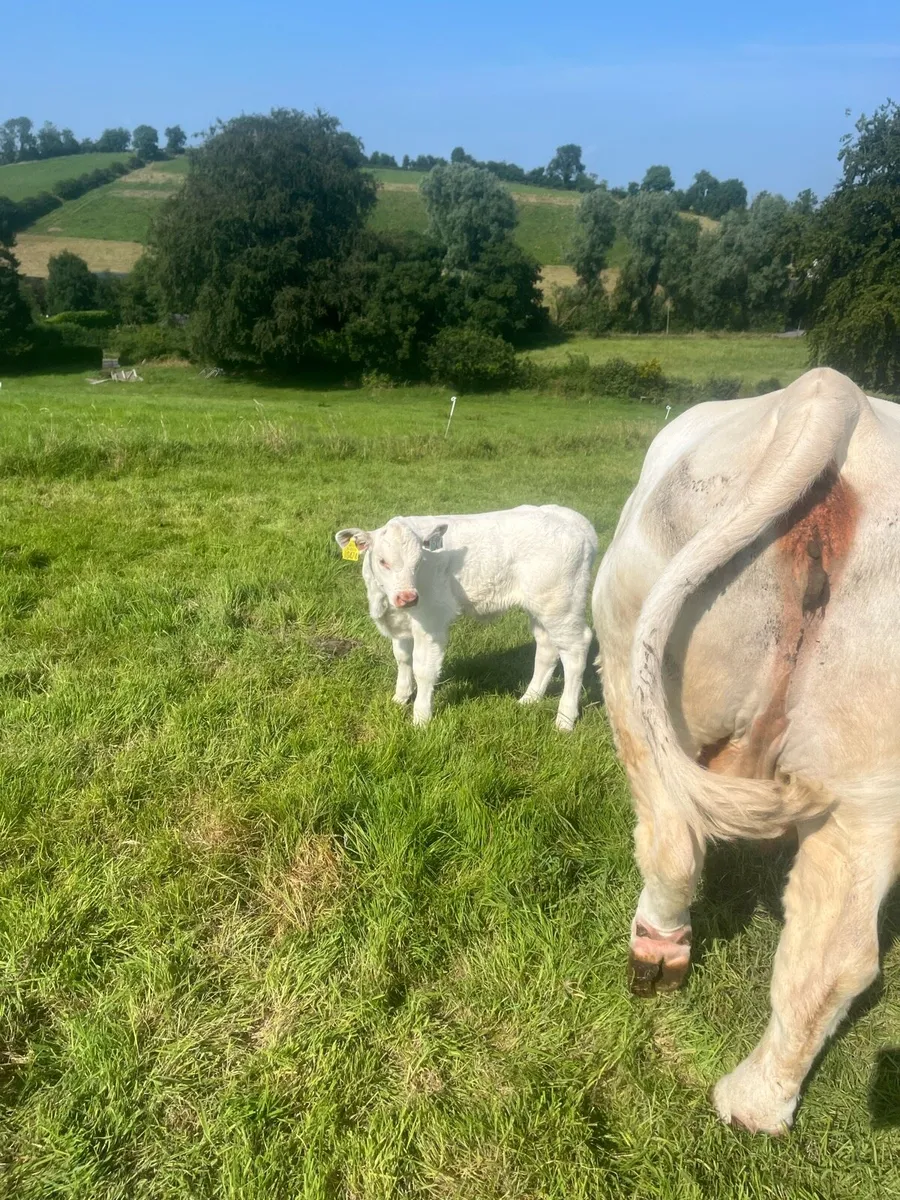 Cow and calf - Image 4