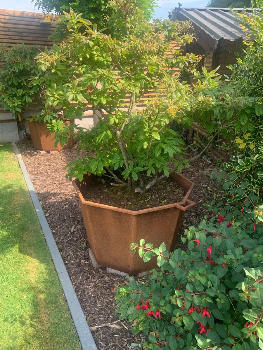 Corten Steel planters with plants. - Image 3